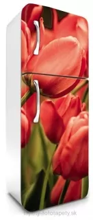 Fototapeta Dimex Red Tulips 65 x 180 cm FR180-012