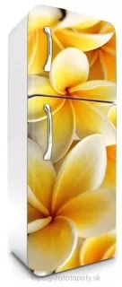 Fototapeta Dimex Plumeria 65 x 180 cm FR180-013