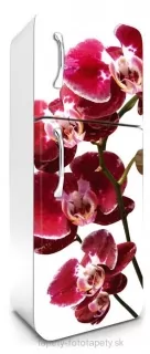 Fototapeta Dimex Orchid 65 x 180 cm FR180-014