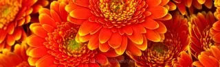 Behúň na stôl Gerbera TS-004 | 40 x 140 cm