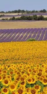 Samolepiace fototapety Dimex Slnečnice 95 x 210 cm D007