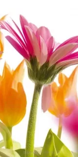 Samolepiace fototapety Dimex Gerbera 95 x 210 cm D011