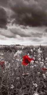 Samolepiace fototapety Dimex Poppies 95 x 210 cm D012