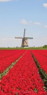 Fotoapeta na stenu Tulipány S-161
