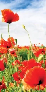 Fotoapeta na stenu Red Poppies S-166